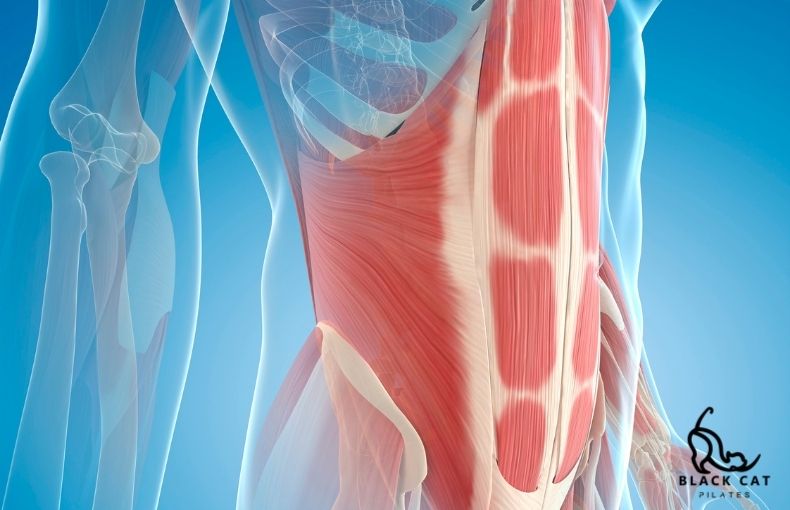 インナーマッスルへのアプローチが決定的に違う理由