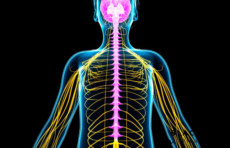 深い眠りへの門番。ピラティスが自律神経を「調律」する仕組み