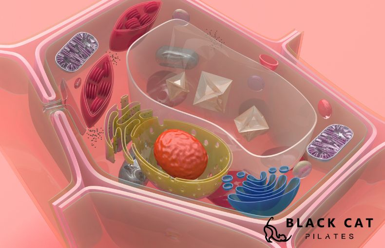 究極のデトックス「オートファジーとは」