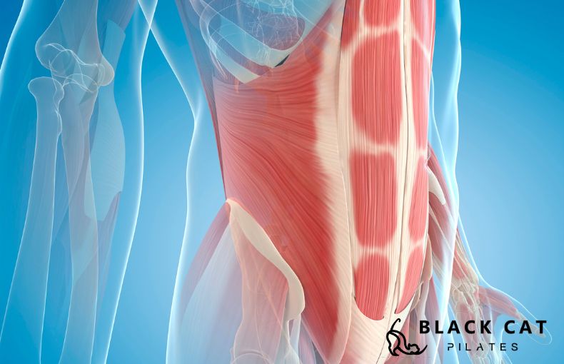 「痩せにくい」を脱却する。インナーマッスルと基礎代謝の深い関係